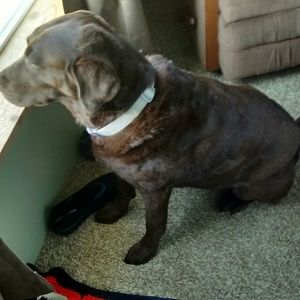 Meet your Posher, Sharon